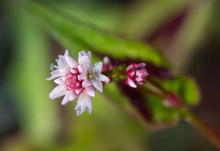 Tiny flowers of the Fleece Flower plant in bloomの写真素材