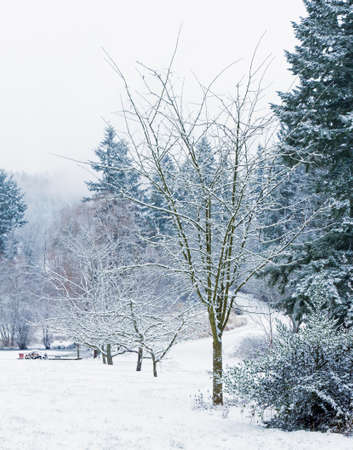 Snow in Whatcom Countyの写真素材