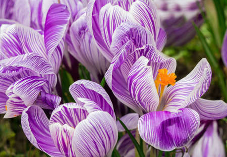 Closeup of Crocus vernus beginning to bloomの写真素材