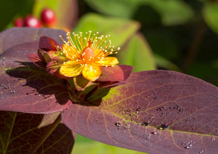 Hypericum St Johns Wort with water drops on a leaf