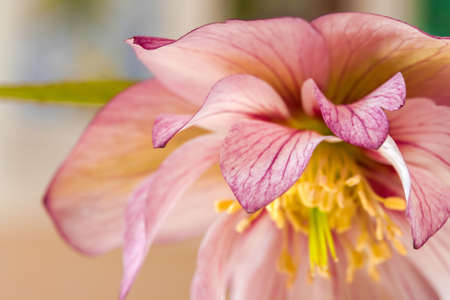 Edge-on macro of this lovely, pink-striped Hellebore called Helleborus x hybridusの写真素材