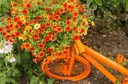 Garden art orange bicycle with huge bouquet of flowering petunias.の写真素材