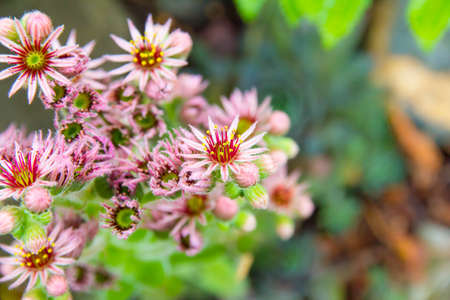 Sempervivum in bloom with pink flowersの写真素材