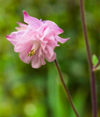 Closeup of Pink Double Aquilegia with room for textの写真素材