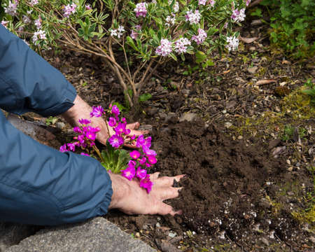 Man firming up and leveling out the soil around the flowering Lewisia he just plantedの写真素材