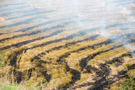 burning of rice field in the department of huila. Colombiaの写真素材