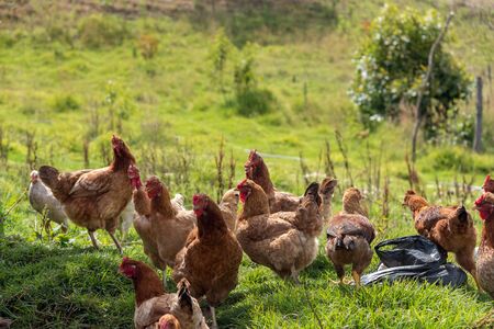 Red hens on green grass waiting to be fed. Typical of farm as reserve of animals for own consumption. Colombiaの写真素材