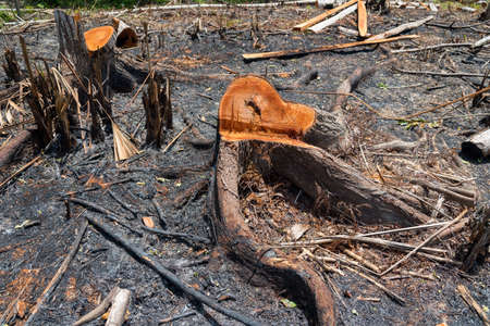 Cut down trees for timber production and land use for agriculture. Colombia .の写真素材