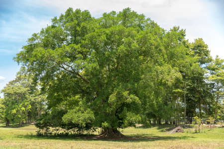 Large leafy tree that provides shade for people and animals nearby. Colombiaの写真素材