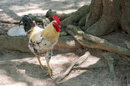 White rooster with black pints freely walking in a rural house in Colombia