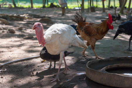 A turkey in the backyard of a farm with other poultry. Colombiaの写真素材