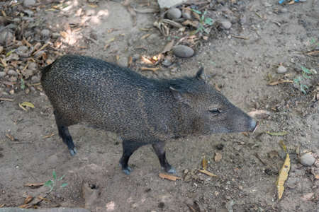Peccary in a nature reserve park in Colombiaの写真素材