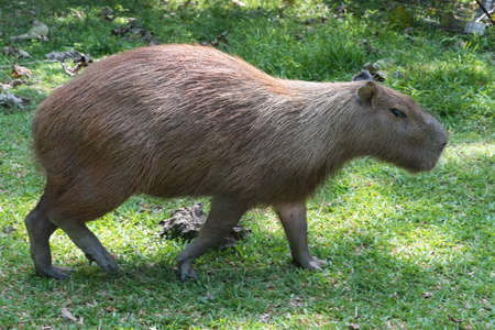 Capybara largest rodent in the world in a natural park in Colombiaの写真素材