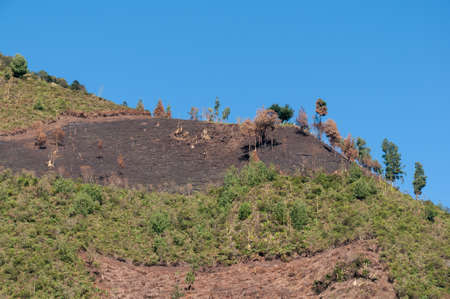Cutting down trees on the top of a hill preparing the area for agricultural cultivation. Colombia.の写真素材