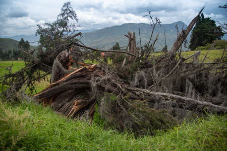 Fallen tree in a field in the department of BoyacÃ¡. Colombia.
