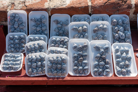 Sea snails converted into crafts for sale to tourists in the city of Cartagena de Indias. Department of Bolivar. Colombia . April 24, 2019.のeditorial素材