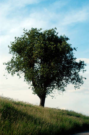 green tree surrounded by meadowの写真素材