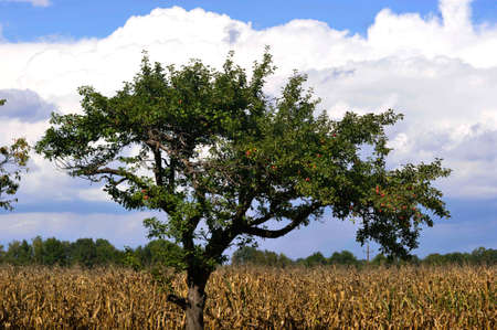 apple tree in front of cloudy skyの写真素材