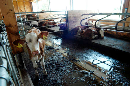 calfs in cowshed on farmの写真素材