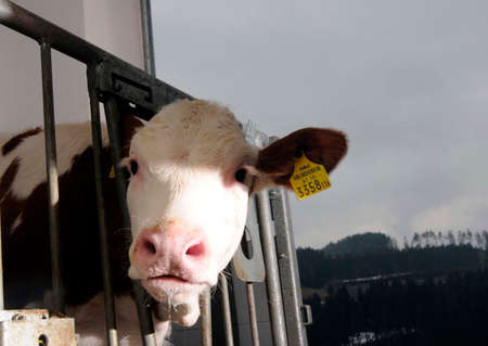calf in cowshed looks at youの写真素材