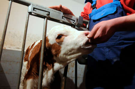 calf gets fed by farmerの写真素材