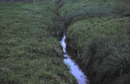 meandering stream in green meadow