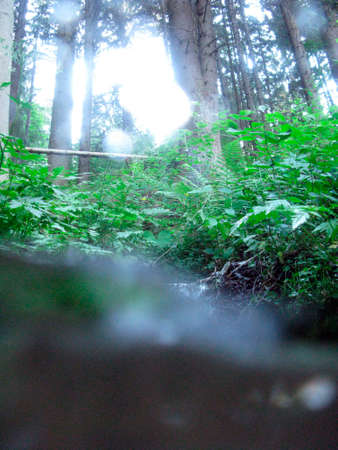 running brook in the forest