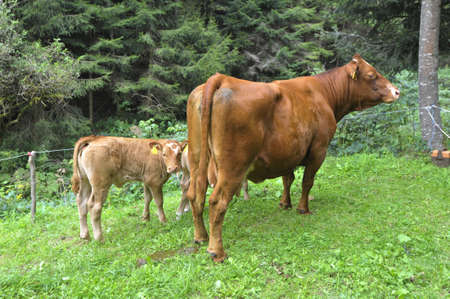cow husbandry in the alpsの写真素材
