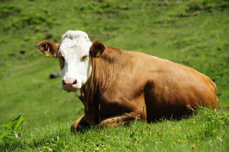 Cattle grazing in the Alpsの写真素材