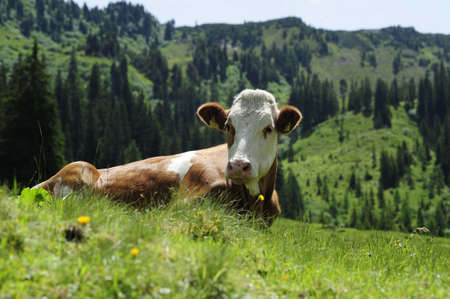 Cattle grazing in the Alpsの写真素材