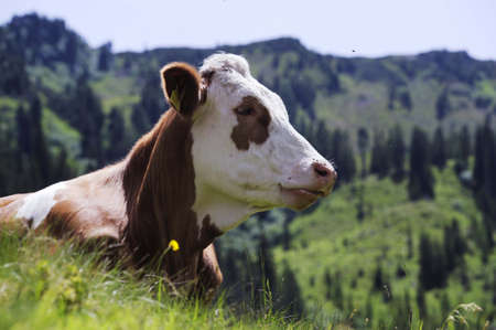 Cattle grazing in the Alpsの写真素材