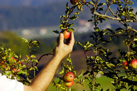 Manually harvesting fresh and ripe apples