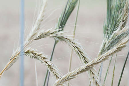 Yellow wheat field behind fence