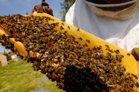 Honey comb with honey bees