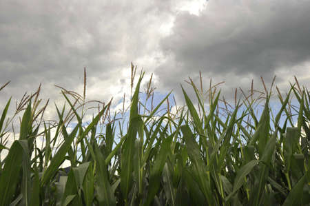 Corn field with clouded sky in the backgroundの写真素材