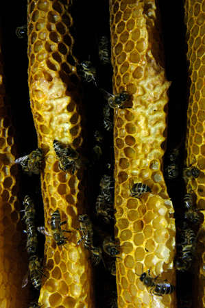 Wild bees and honeycomb closeup