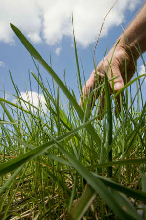 Green meadow with blue sky and hand