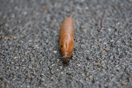 spanish slug on the asphalt