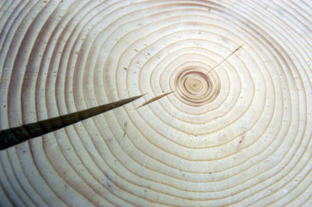 Growth rings on a treeの写真素材