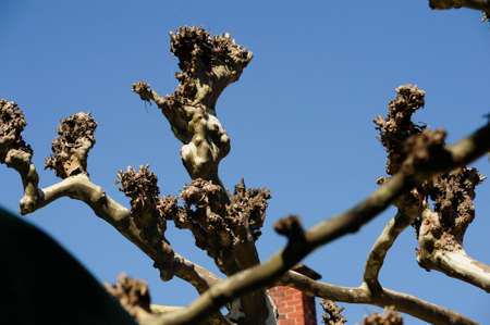 Tree cut, part of tree care