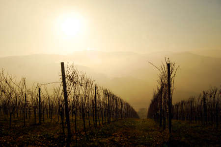 day at vineyard in autumnの写真素材