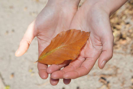 leaves in the forest in autumn