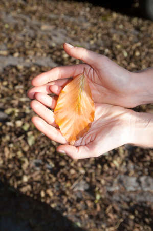 leaves in the forest in autumnの写真素材