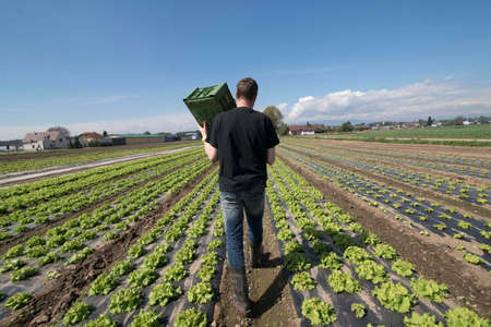 farmer on a green salad field