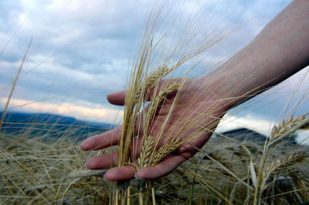 a barley field in agricultureの写真素材