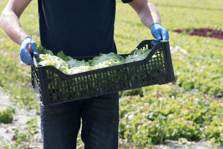 transport logistics for salad after harvestの写真素材