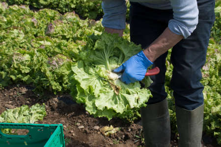 salad harvest on the field