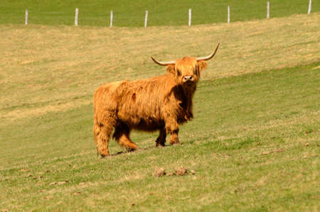 scottish highland cattle on the pasture