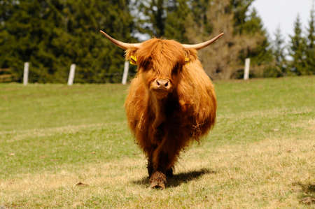 scottish highland cattle on the pasture