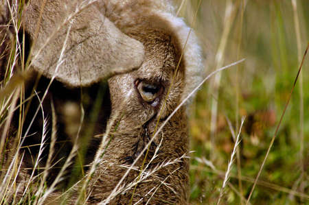 sheep eating grass on meadowの写真素材